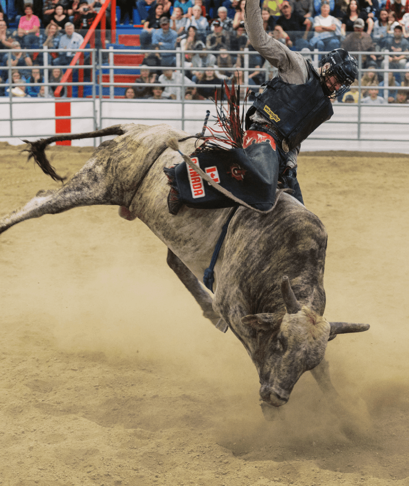 Bull Riding
